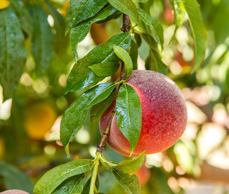 The Pioneer of Sustainable Agriculture Practices in T&#xFC;rkiye